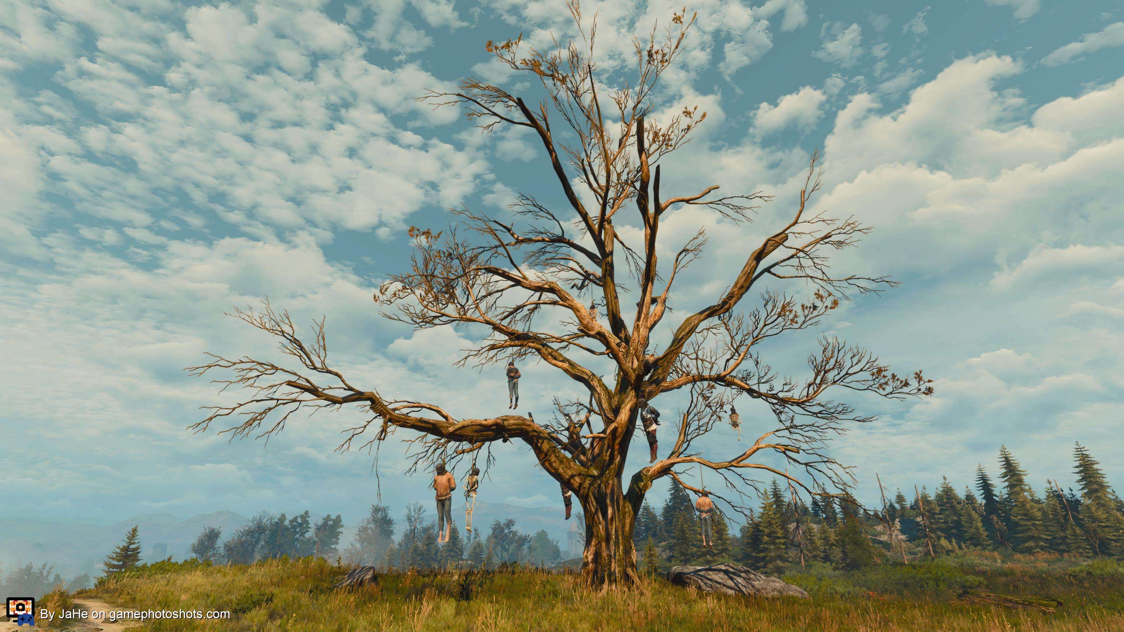 Hanged Mans tree