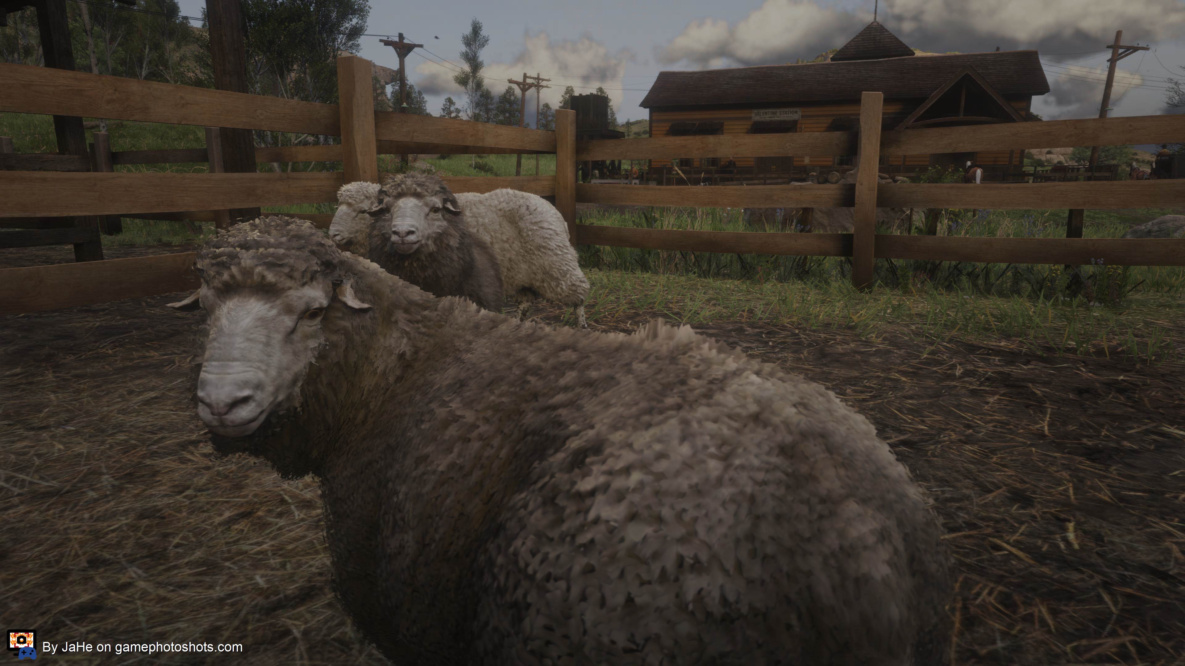 Sheep