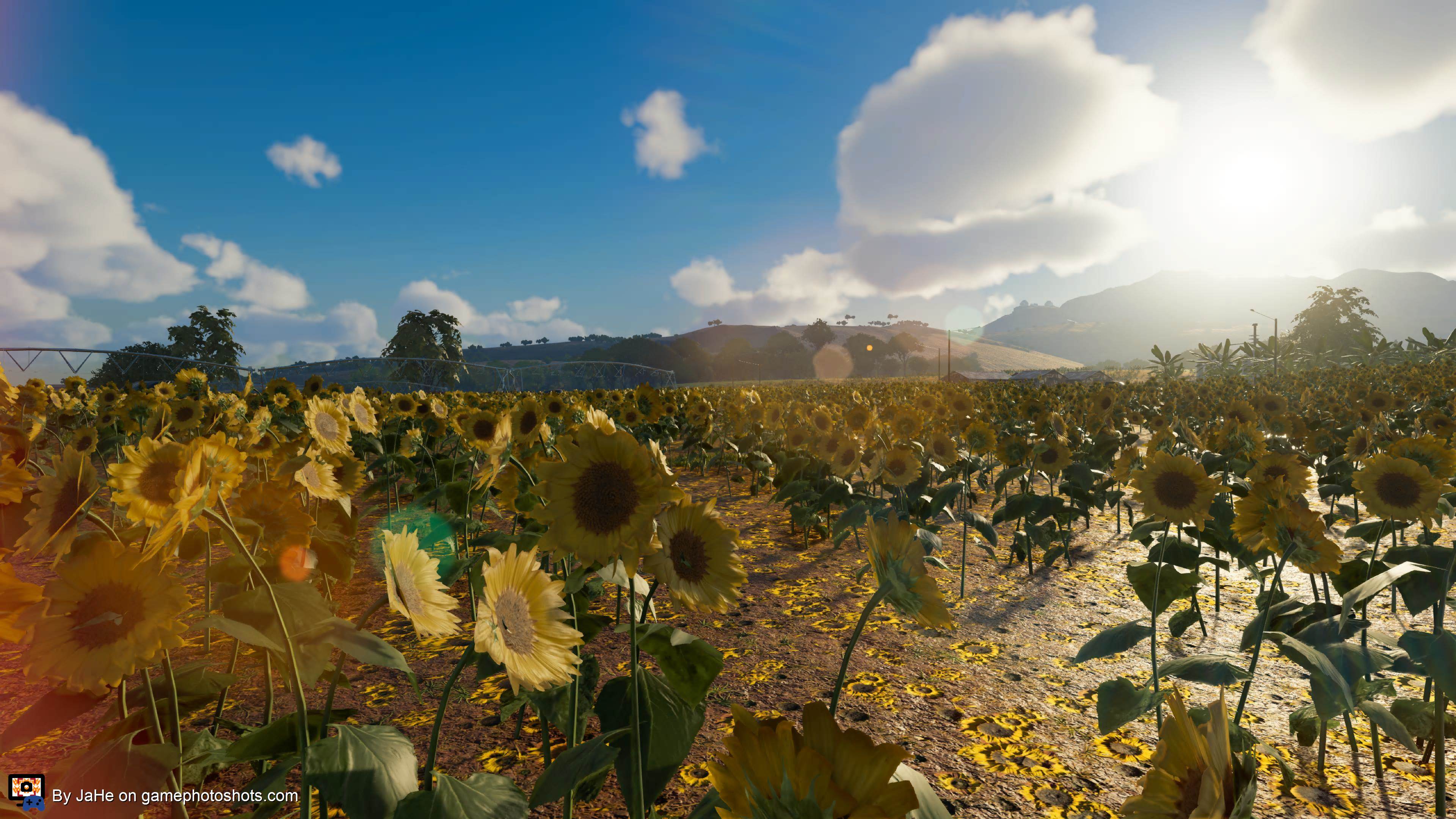 Sunflowers